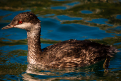 Horned Grebe