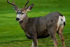 Mule Deer