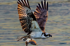 Osprey