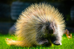 Porcupine
