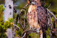 Red-tailed Hawk