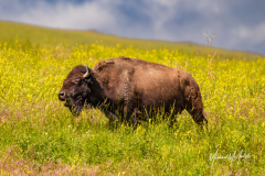 Large Bison at CSKT Bison Range