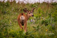 Mule Deer at CSKT Bison Range