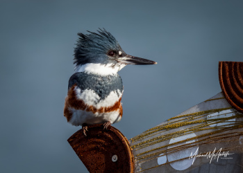 Belted Kingfisher on Edmonds Fish Sculpture