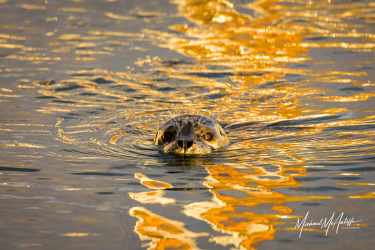 Harbor Seal On Edmonds Waterfront Harbor Seal On Edmonds Waterfront