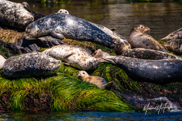 Sunning Harbor Seals In The San Juan Islands