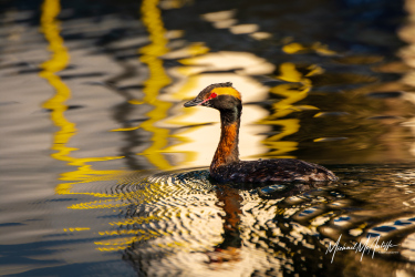 Horned Grebe in Breeding Plumage