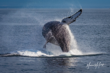 Breaching Humpback Whale In Puget Sound