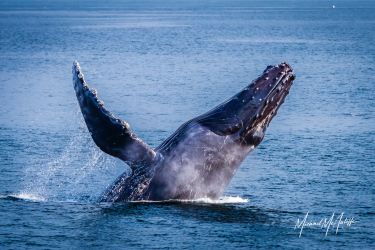 Breaching Humpback Whale Puget Sound