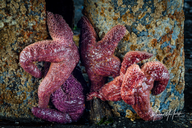 Ochre Sea Stars