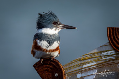 Belted Kingfisher on Edmonds Fish Sculpture