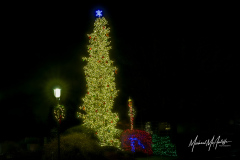 Edmonds Giant Christmas Tree at Centennial Plaza