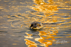 Harbor Seal On Edmonds Waterfront