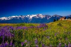 Hurricane Ridge Wildflowers