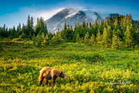 Early Evening Black Bear Mount Rainier Landscape