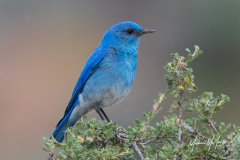 Mountain Bluebird