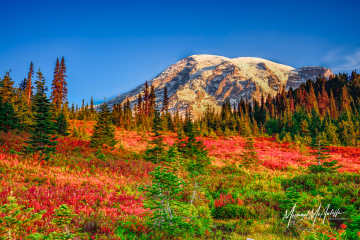 Mount Rainier October Morning Fall Foliage at Paradise
