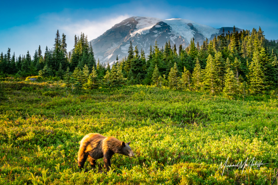Early Evening Black Bear Mount Rainier Landscape