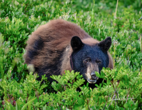 Black Bear at Mount Rainier
