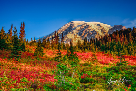 Mount Rainier October Morning Fall Foliage at Paradise