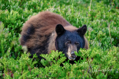 Black Bear at Mount Rainier