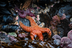 Orange Sea Star and Mussels
