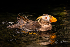 Tufted Puffin