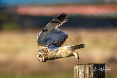 Short-eared Owl Takes Flight