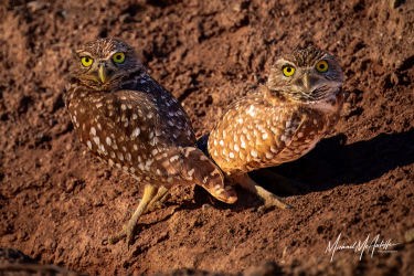 Two Burrowing Owls