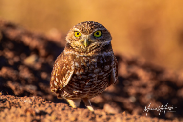 Burrowing Owl at Salton Sea