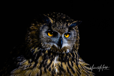 Eurasian Eagle-Owl Portrait