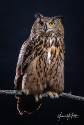 Eurasian Eagle-Owl