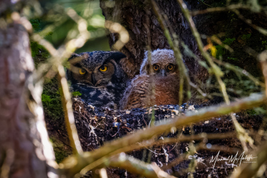 Great Horned Owl and Owlet