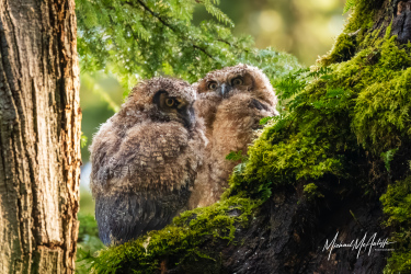 Great Horned Owl Babies