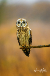 Short-eared Owl at Skagit Wildlife Area