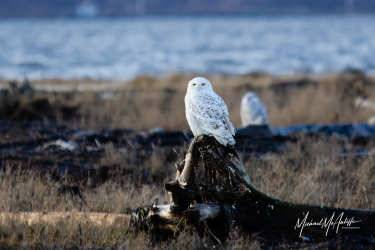 Snowy Owl on Boundary Bay Beach