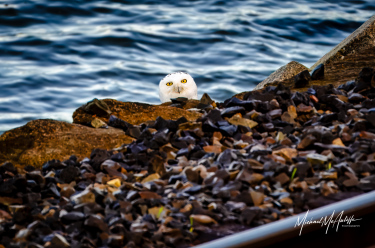 Snowy Owl on the Waterfront