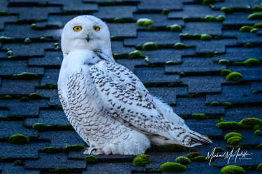 Snowy Owl On Rooftop