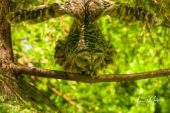 Barred Owl Gymnastics