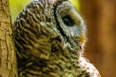 Barred Owl Profile Portrait