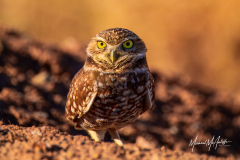 Burrowing Owl at Salton Sea