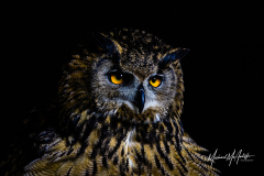 Eurasian Eagle-Owl Portrait
