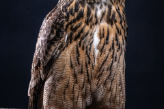 Eurasian Eagle-Owl
