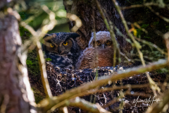 Great Horned Owl and Owlet