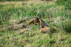 Short-eared Owl With Lunch