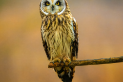 Short-eared Owl at Skagit Wildlife Area