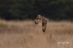 Hunting Short-eared Owl