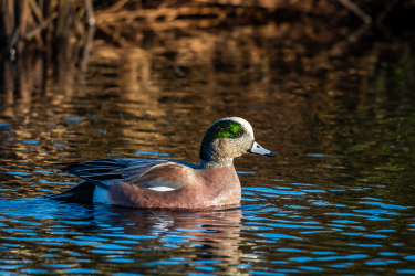 American Wigeon at Lake Ballinger