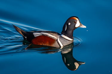 Harlequin Duck in Semiahmoo Bay