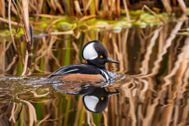 Hooded Merganser at Lake Ballinger